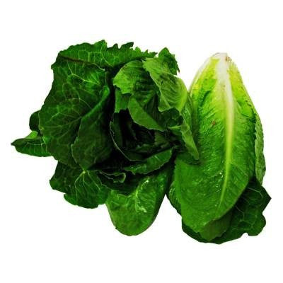 Lechuga
