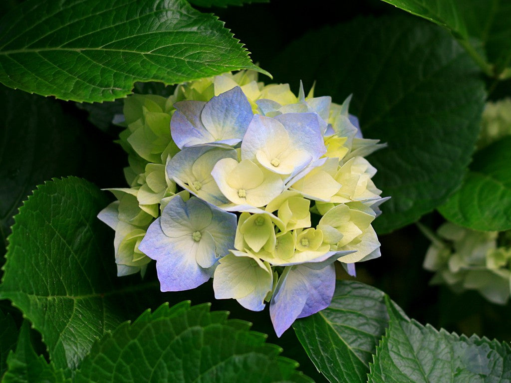 Florist